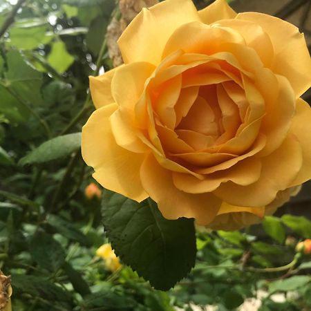 Healing Waters Sanctuary For Exclusive Private Hire And Self Catering Board, Vegetarian, Alcohol & Wifi Free Retreat In 格拉斯顿伯里 外观 照片